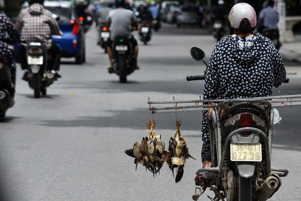 Chuỗi nhà hàng Chim to dần tiêu thụ nhiều loài chim hoang dã, quý hiếm - 1 Chuỗi nhà hàng Chim to dần tiêu thụ nhiều loài chim hoang dã, quý hiếm - 1