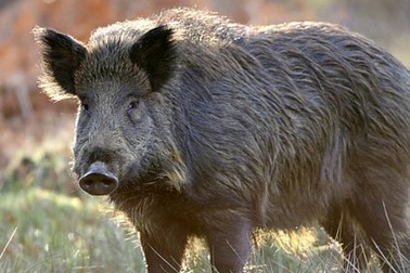 Một nửa số lợn hoang dã ở tây nam Cộng hòa Czech vẫn còn nhiễm phóng xạ