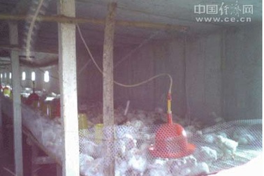 Gà nuôi siêu tốc không gây ảnh hưởng sức khỏe?