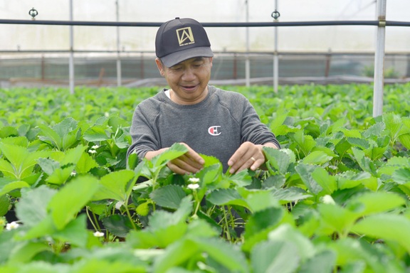 Vườn dâu tây mang lại hàng chục triệu đồng mỗi ngày