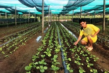 Chàng trai đi Nhật về dùng ớt, tỏi, rau răm… chế thuốc trị bệnh cho rau