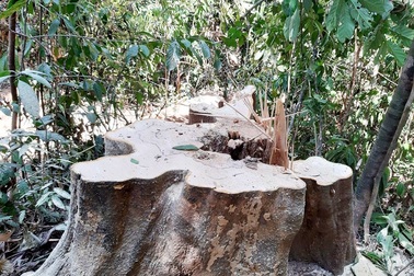 Khởi tố vụ phá rừng phòng hộ để… làm đũa