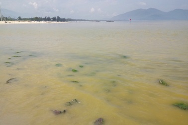 Xuất hiện dải nước màu vàng bất thường ở cảng Chân Mây