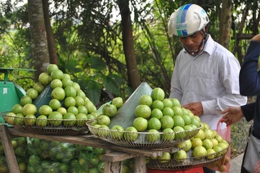 Làng ổi nổi danh đất Bắc, bán trái quanh năm, 4 mùa đắt hàng