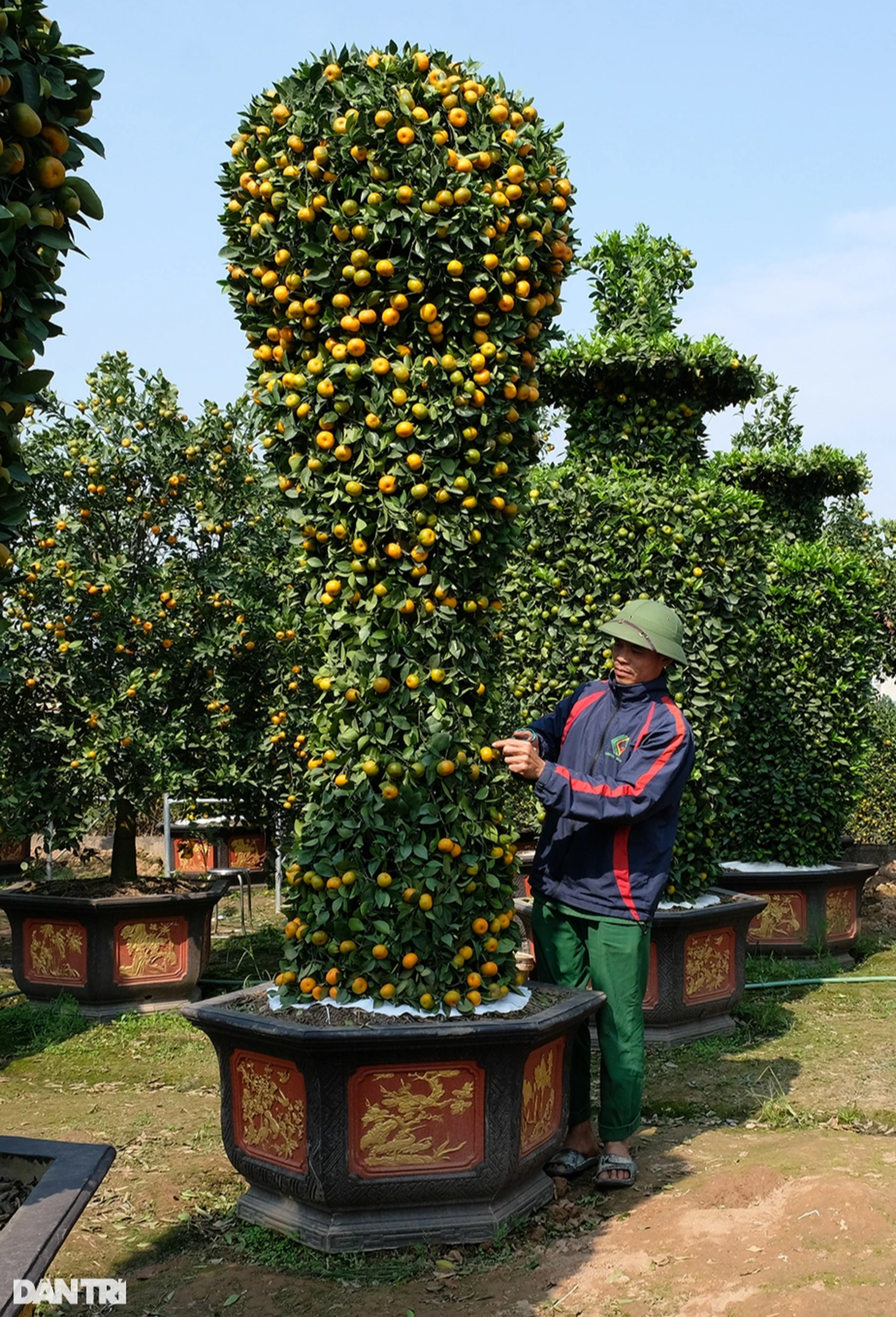 Chiêm ngưỡng cây quýt khủng trưng Tết hình dáng cúp vàng World Cup - 3 Chiêm ngưỡng cây quýt khủng trưng Tết hình dáng cúp vàng World Cup - 3