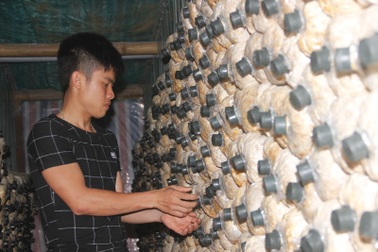 Chàng trai 9X Quảng Trị khởi nghiệp từ nấm sò