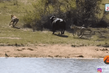 Kẹt giữa vòng vây của sư tử và cá sấu, trâu rừng vẫn sống sót thần kỳ