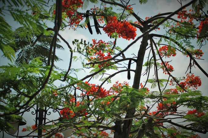 Người dân thành phố hoa phượng đỏ ủng hộ lựa chọn giải pháp bảo đảm an toàn nhưng không “lạm sát” cây xanh - Ảnh 10. Người dân thành phố hoa phượng đỏ ủng hộ lựa chọn giải pháp bảo đảm an toàn nhưng không “lạm sát” cây xanh - Ảnh 10.