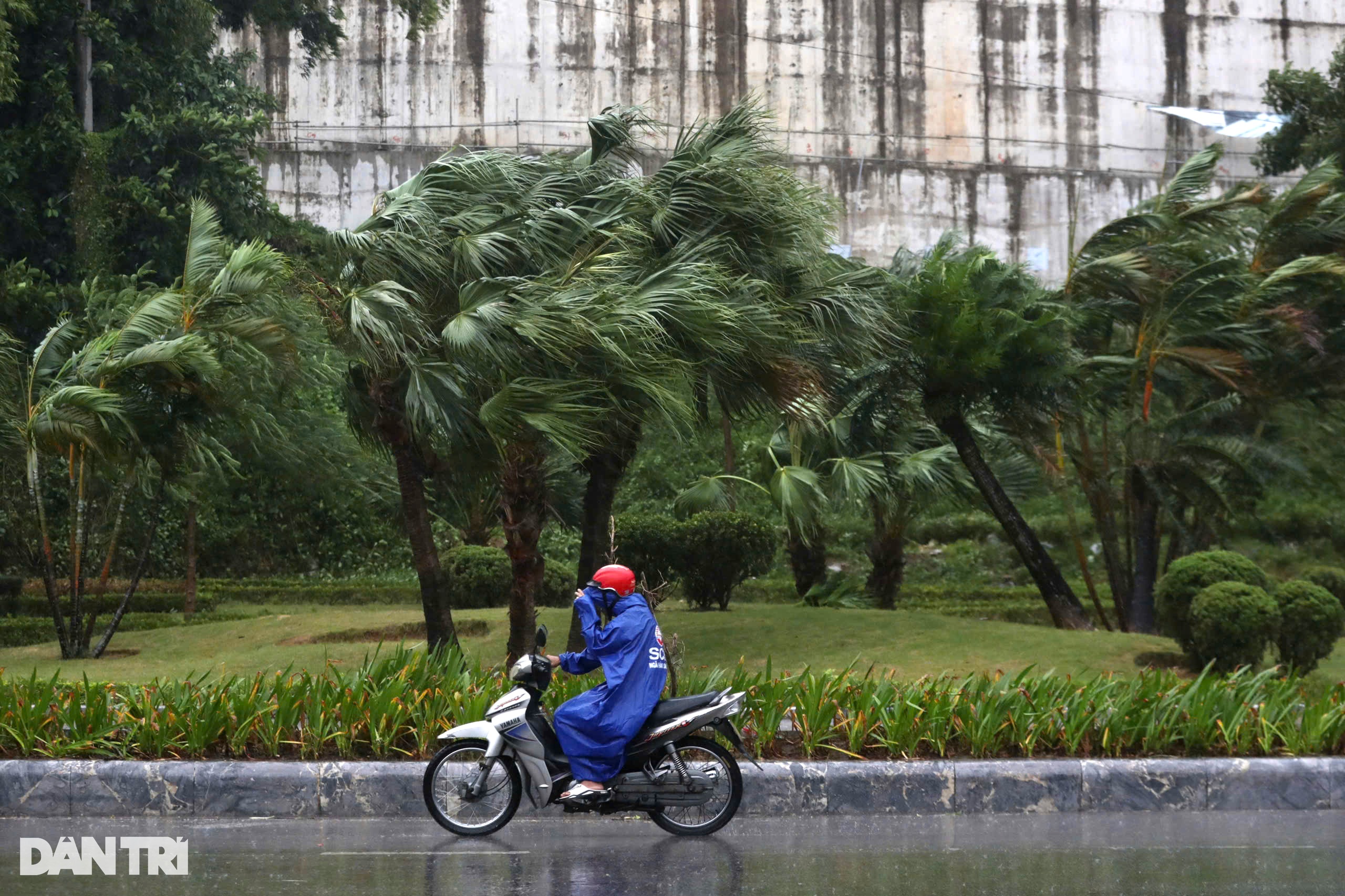 View - Trước giờ bão Yagi đổ bộ Quảng Ninh: Cây xanh gẫy đổ, tôn bay la liệt | Báo Dân trí