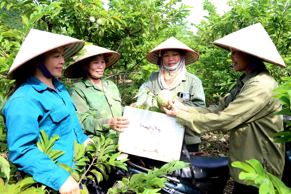 Trồng loại cây hóa giải đất chó ăn đá gà ăn sỏi, kết quả như... trúng số - 3 Trồng loại cây hóa giải đất chó ăn đá gà ăn sỏi, kết quả như... trúng số - 3