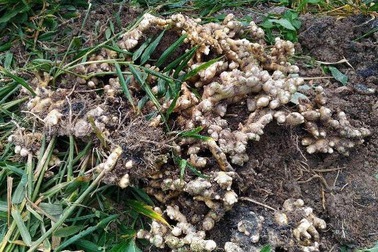 Giá gừng rớt thảm còn 3000 đồng/kg, nông dân ăn Tết buồn