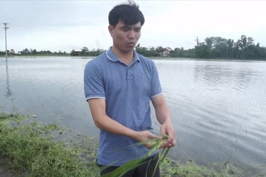 Clip: Hàng trăm ha lúa có nguy cơ mất trắng vì nước lũ nhấn chìm.