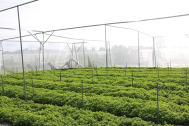 Tập đoàn Minh Hưng đồng hành cùng nhà nông phát triển sản xuất rau an toàn