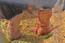 9 triệu đồng 1 con gà Đông Tảo làm quà Tết ở Thủ đô