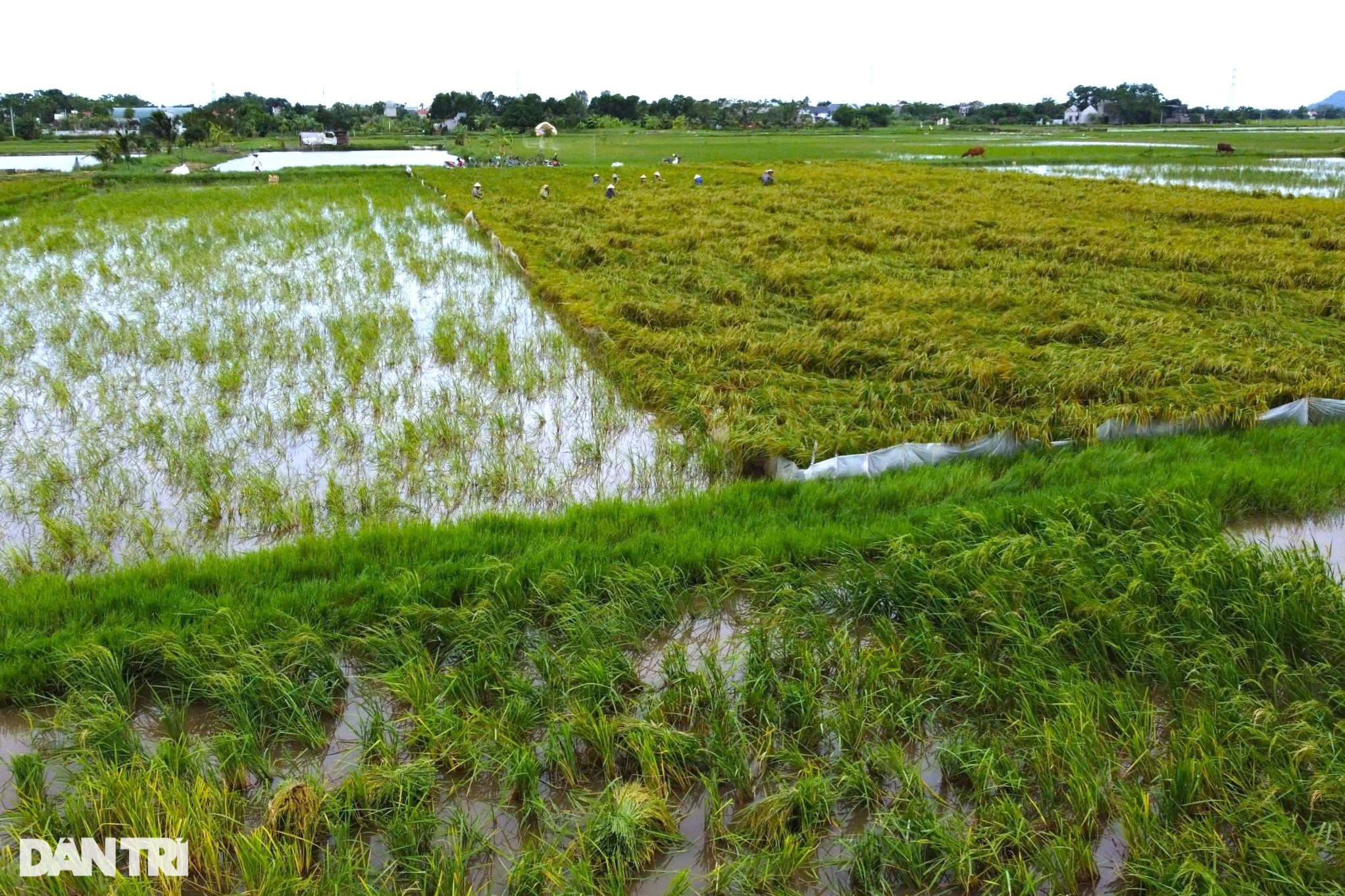 Nông dân nhìn trời... khóc hậu bão Yagi - 1