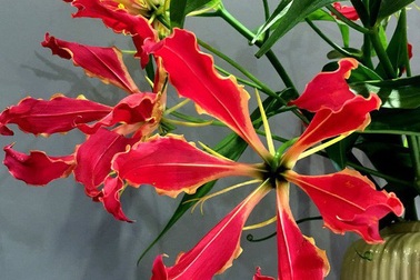 Hoa rực lửa từ Nhật “đốt” túi tiền chị em, đại gia ngã giá nghìn USD mua chim quý