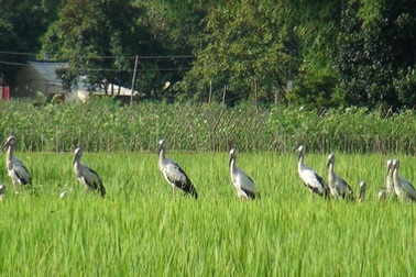 “Vũ khúc Cò Nhạn” trên cánh đồng Điện Biên