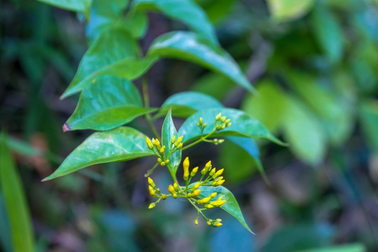 Cuộc chiến đẩy lùi "ma lá ngón" nơi biên ải