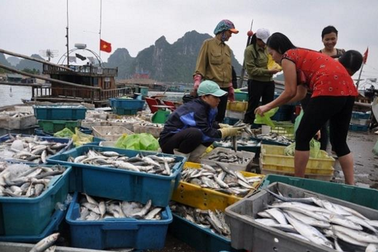 Phó Thủ tướng gia "hạn chót" cho việc bồi thường ngư dân miền Trung