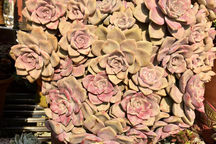 Hoa độc lạ xuất hiện tại chợ xuân Lào Cai