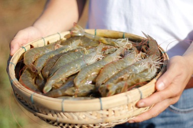 Bayer ứng dụng nhiều công nghệ mới giúp phát triển ngành nuôi trồng thuỷ sản