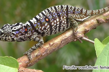 Loài tắc kè hoa Voeltzkow bất ngờ được phát hiện ở trong khách sạn