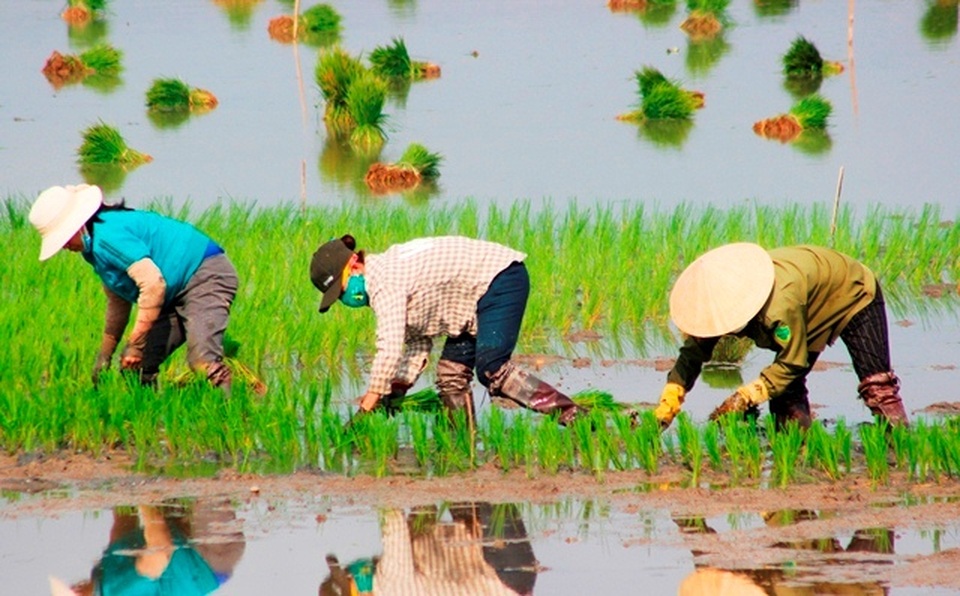 Quảng Bình: Ra Tết, bỏ 200.000 đồng/ngày thuê người đi cấy lúa - 6 Quảng Bình: Ra Tết, bỏ 200.000 đồng/ngày thuê người đi cấy lúa - 6