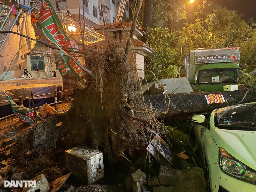 Hà Nội: Ba cây phượng bật gốc đổ, đè trúng 7 ô tỗ đỗ trên đường - 2