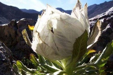 Hàng độc: Chè sen tuyết Tây Tạng, trà hoa hồng 9 năm nở 1 lần