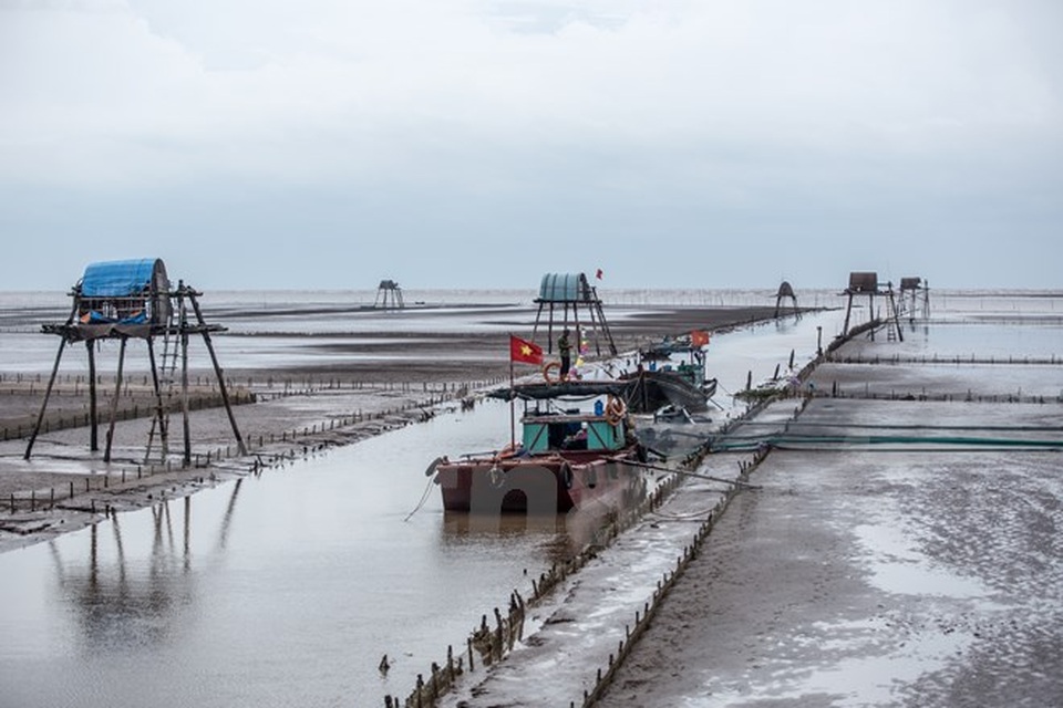 Thái Bình: Kiếm tiền triệu từ nghề cào ngao thuê ở Đồng Châu - 14 Thái Bình: Kiếm tiền triệu từ nghề cào ngao thuê ở Đồng Châu - 14