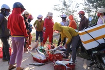 Quảng Trị:  Ngư dân thu hàng chục triệu đồng mỗi chuyến biển nhờ trúng cá bè