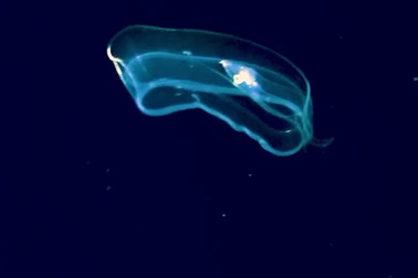 Sinh vật nhỏ bé sở hữu kỹ năng ngụy trang siêu đẳng của đại dương