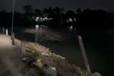 Đàn cá tự nhiên nổi kín mặt sông, người dân nghi hiện tượng lạ