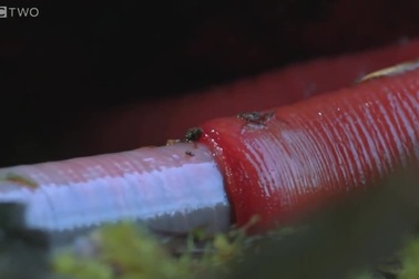 “Rợn người” xem đỉa quái vật nuốt chửng con giun lớn bằng cơ thể mình!