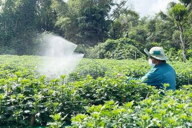 Cúc tết vừa đơm nụ, thương lái đã mua cả vườn