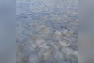 Sứa mặt trăng phủ kín mặt biển