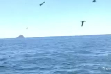 Cá voi lưng gù vào gần bờ biển Cam Ranh kiếm ăn