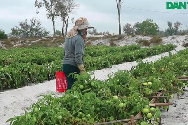 Vụ cà chua ở Quảng Nam được mùa nhưng mất giá