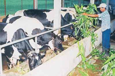 Sữa nội chưa “sòng phẳng” với người tiêu dùng