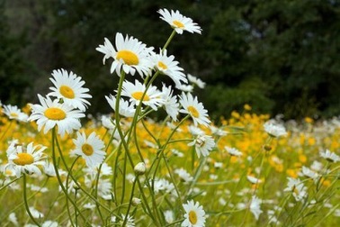 Mùi của hạnh phúc