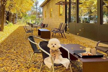 Quán cà phê lá vàng đẹp như tranh được người Việt săn lùng khi đến Hàn Quốc