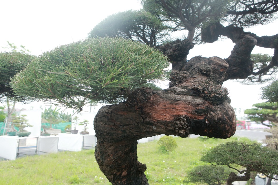 Mê mẩn với cây phi lao dáng mẹ che con, khách mua không muốn rời chân - 5 Mê mẩn với cây phi lao dáng mẹ che con, khách mua không muốn rời chân - 5