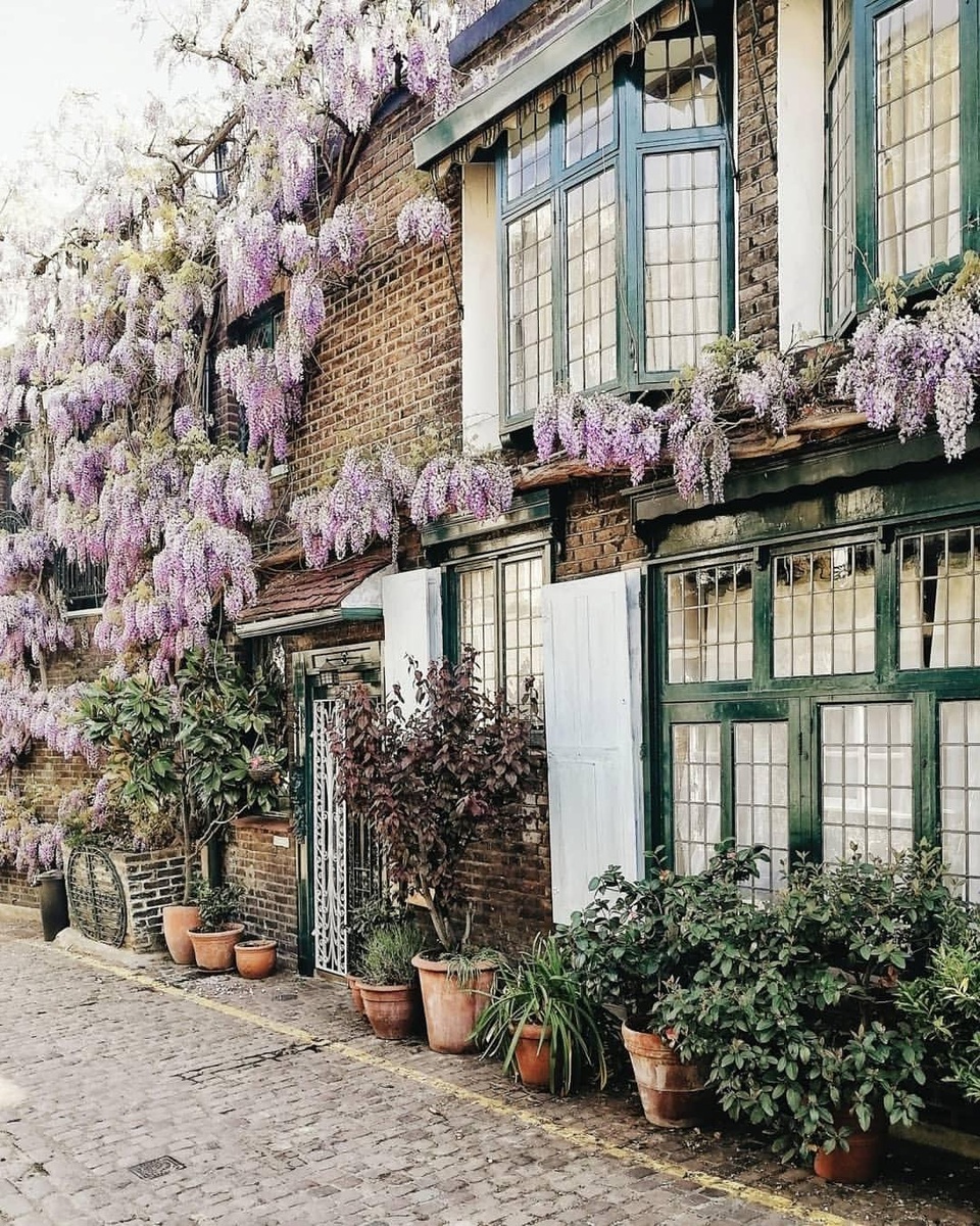Những biệt thự phủ kín sắc tím hoa tử đằng đẹp như cổ tích ở Anh - 8
