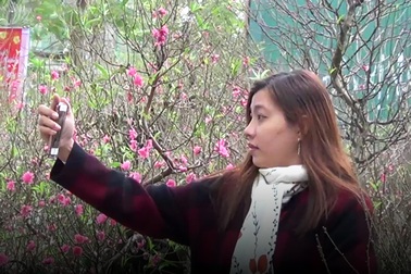 Người Hà Nội mua đào hưởng không khí Tết sớm