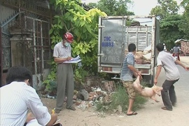 Khánh Hòa: Thêm một địa phương công bố dịch heo tai xanh