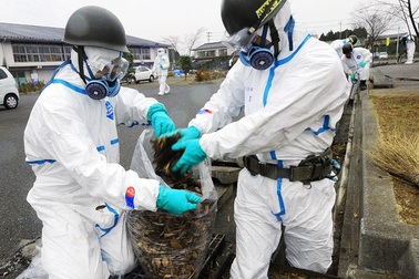 Nghi vấn thêm 3 thực tập sinh Việt bị đưa đi dọn dẹp phóng xạ tại Nhật