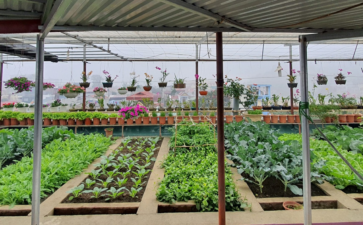 Gia đình Yên Bái bê ruộng rau, mương nước và trại gà 30 con lên nóc nhà - 1 Gia đình Yên Bái bê ruộng rau, mương nước và trại gà 30 con lên nóc nhà - 1