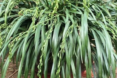 "Giấc mộng vua Trần": 200 triệu đồng mua địa lan huyền thoại chơi Tết