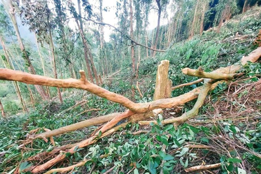 Vĩnh Phúc yêu cầu phát hiện sớm các vụ phá rừng, lấn chiếm đất rừng