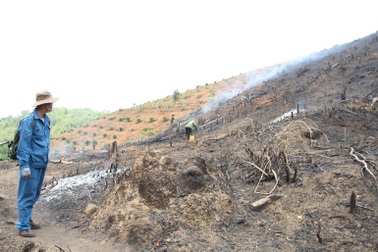 Hơn 6 ha rừng vừa trồng xong lập tức có người đến nhổ sạch (?!)